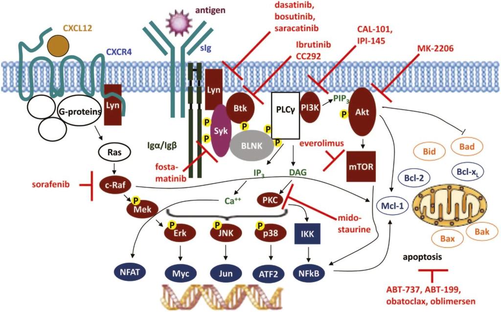 Targeting of BCR signaling as a therapeutic strategy in CLL.