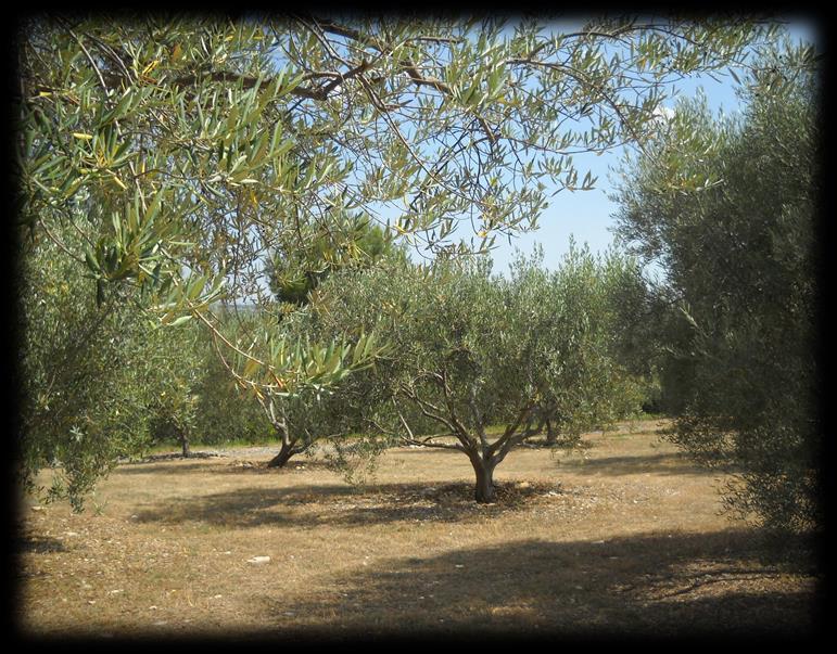 Des sites de culture de l olivier (un point commun : conservation des variétés ) La Combe des