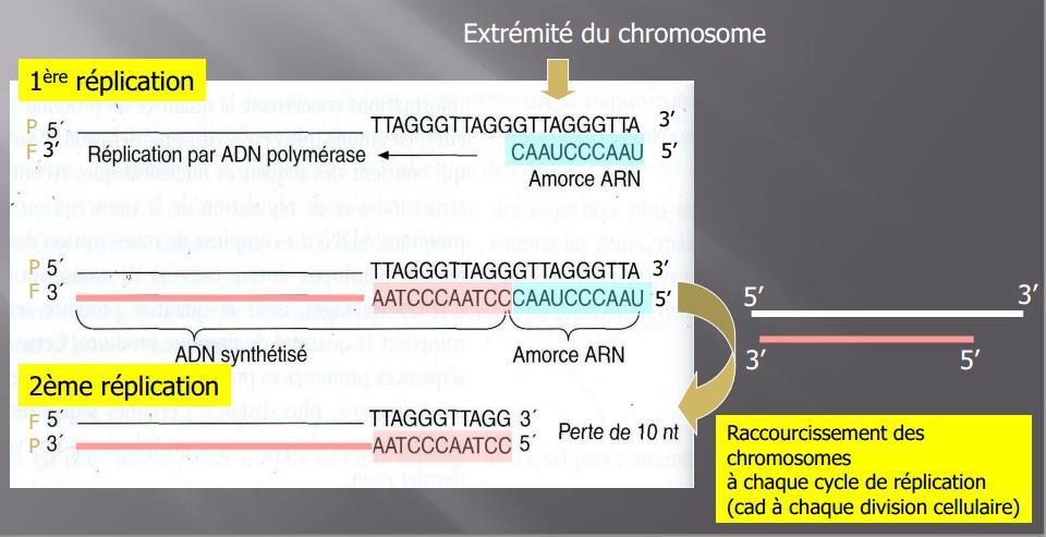 Les génomes des cellules filles doivent être identiques au génome de la cellule mère, ce qui concerne également les nucléosomes.
