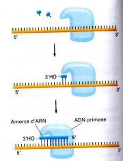 Les primases Les primases sont des ARN polymérases ADN-dépendante : elles synthétisent les amorces d ARN et sont dites ADN-dépendantes car elles se servent de l ADN comme matrice.