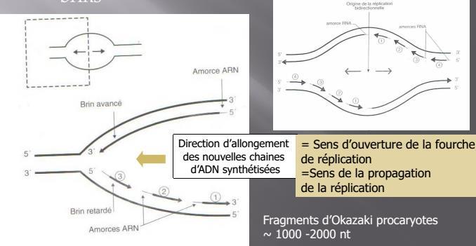 RAPPEL DEROULEMENT DE LA REPLICATION: - Hélicases - Gyrase - Protéine SSB pour éviter la renaturation et maintien de la structure sous une forme facile d accès aux enzymes.