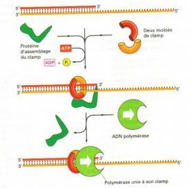 Chez la bactérie : mise en jeu de deux molécules d ADN polymérase III qui travaille en même temps au niveau de la fourche de réplication : une qui synthétise de manière continue le brin avancé et l