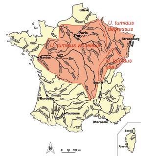 Unio tumidus Philipsson 1788 (figure 3) U. tumidus est présent essentiellement dans la partie est du territoire (bassin versant de la Meuse, Moselle, Rhin, Seine, Saôneet-Loire). FALKNER et al.