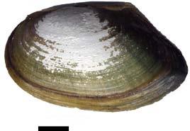 Toutefois des coquilles ont notamment été trouvées au bord de l Allier (dans le département du même nom) (Vrignaud, 2007a). Figure 3.