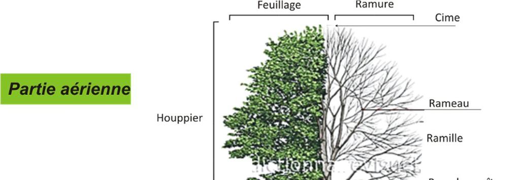 Les facteurs biotiques qui résultent de l action des êtres vivants I- Le milieu forestier 1- Les arbres a- Structure d un arbre Les arbres caractérisent la forêt.