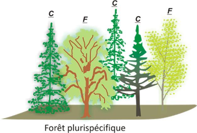 La forêt Mixte se dit d une formation forestière comportant à la fois des essences sempervirentes et caducifoliées.