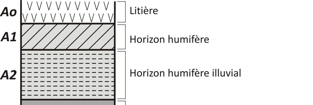 Horizon A : c est un horizon organique pauvre en sels minéraux suite à leur migration en profondeur par l eau.