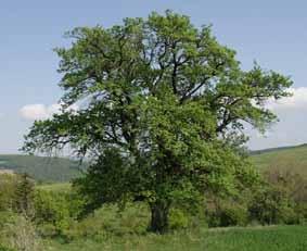 Annexe végétale Arbres Acer campestre (érable champêtre) Acer platanoides (érable plane) Acer pseudoplatanus (érable sycomore)