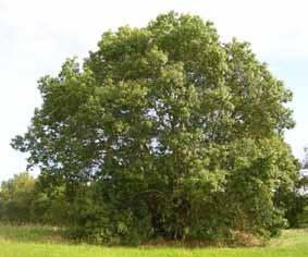 blanche) Fagus sylvatica (hêtre) Fraxinus excelsior (frêne) Populus alba (peuplier blanc) Populus tremula (peuplier tremble)