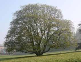 Salix (saules) Sorbus aria (alisier blanc) Sorbus aucuparia (sorbier des oiseaux) Sorbus domestica (cornier) Tilia cordata
