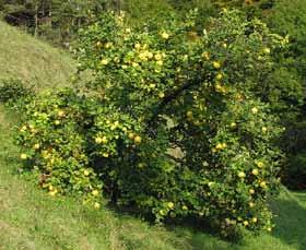 Arbres et arbustes fruitiers Corylus avellana