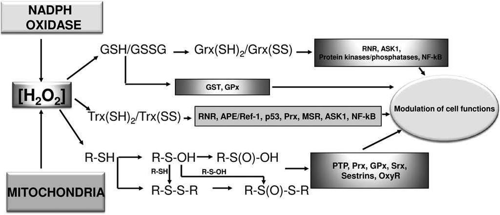 SIGNALISATION via H 2 O 2 Signalisation thiol-disulfure (SH:SS) systèmes glutathion et