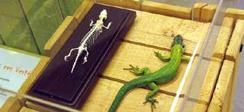tour 1 tour 3 tour 2 Les modèles de reptiles et d amphibiens présentés sont des répliques fidèles, en résine et peintes à la main (modèle Somso).