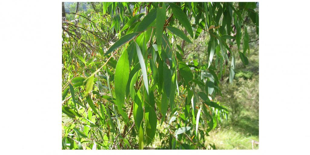 Mythologie / histoire / anecdotes Il existe une grande variété d'eucalyptus, près de 600 répertoriés. Les feuilles de l'eucalyptus radié étaient utilisées par les aborigènes p.