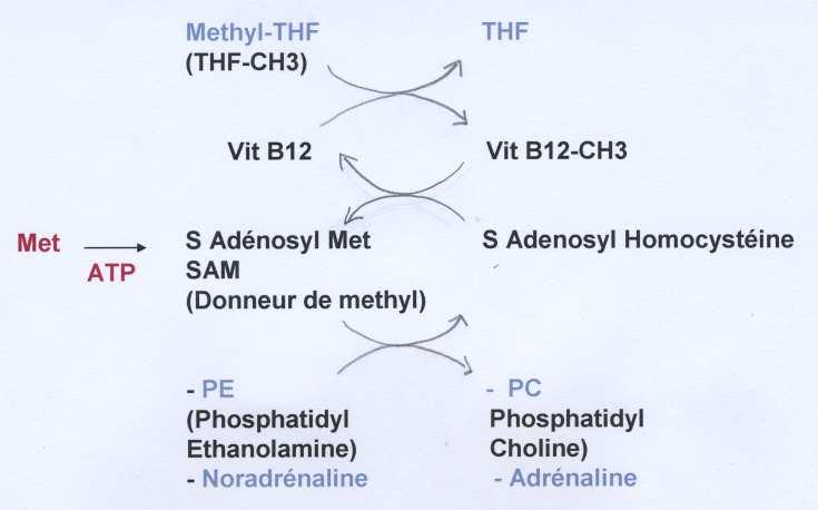 B. THF donneur de méthyle à la Vit B12 C.
