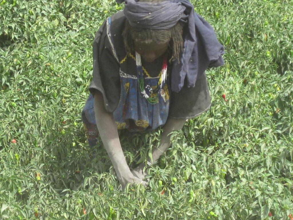 L AGRICULTURE familiale oasienne une stratégie de développement et de sécurité alimentaire au Tchad Présentée par Mme Bénoudji