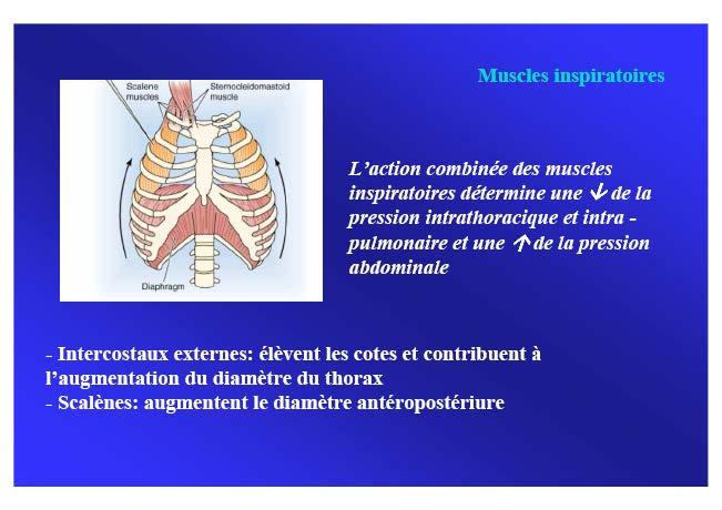 MUSCLES INSPIRATOIRES Contraction du diaphragme : Aplatissement des coupoles : Augmentation du diamètre vertical du thorax Augmentation de la pression