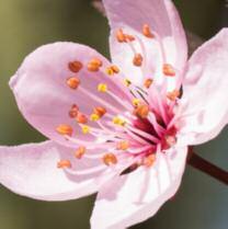 La fleur de cerisier, cueillie en France, riche en flavonoïdes et en tanins antioxydants et protecteurs ainsi qu en sucres végétaux aux propriétés adoucissantes et hydratantes est associée à l