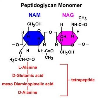Les Informations Générales La structure de la peptidoglycane: La paroi bactérienne se compose de la peptidoglycane, un polymère des chaînes de N-acétylglucosamine (NAG) et l'acide N-acétylmuramique