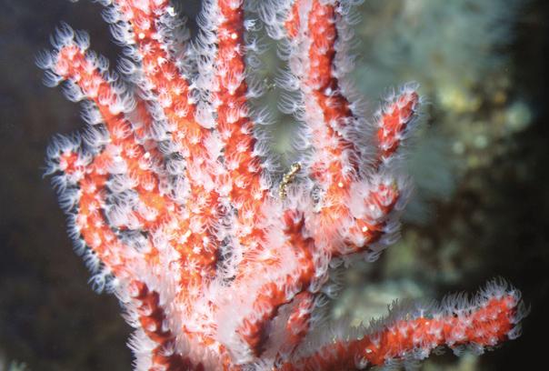 Cet atelier aborde la biologie de cet animal hors du commun, à l origine des plus grandes constructions vivantes de notre planète : les récifs coralliens.