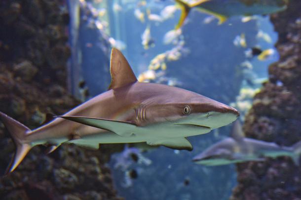 La première partie permet aux élèves d établir des liens de parenté entre les requins, les raies, les cétacés et les thons.
