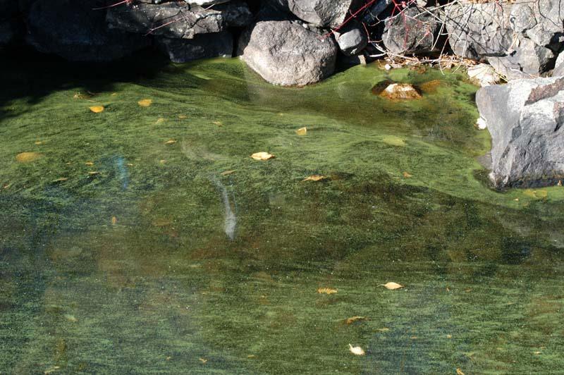 Certains lacs oligotrophes connaissent des accumulations inquiétantes de