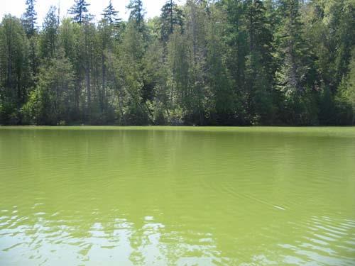 Les cyanobactéries dans les lacs des