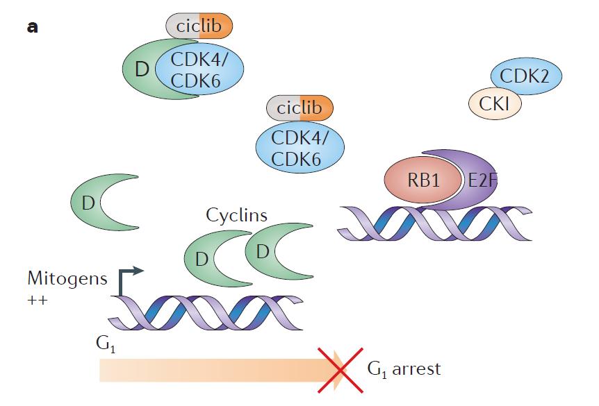 Mécanisme d action des CDK4/6 inh Diminution de la prolifération