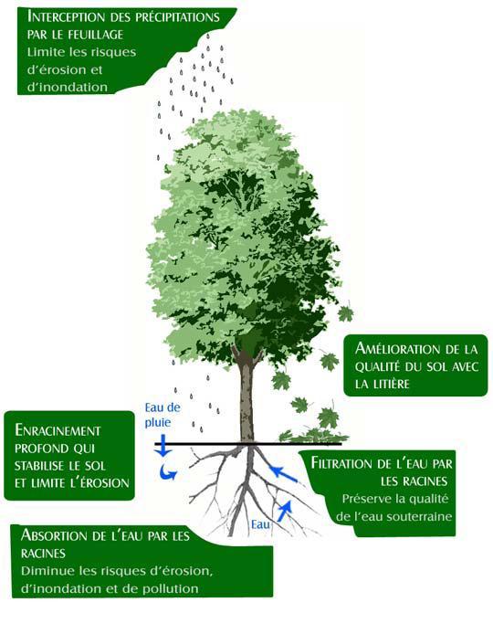 Chapitre 3. Les jardins publics : Usage et pratique Ils stabilisent aussi le sol grâce à l enracinement profond des arbres, limitant ainsi l érosion.