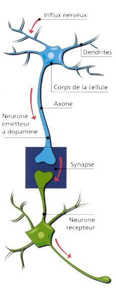 Organisation du système nerveux Comprend des cellules spécialisées, les neurones, qui communiquent entre elles par des signaux
