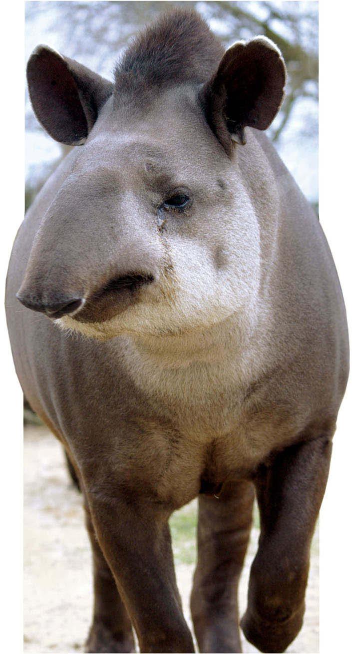 Comme eux, le tapir est très imposant et bien qu'il ait de courtes pattes, il mesure près d un mètre à l'épaule.