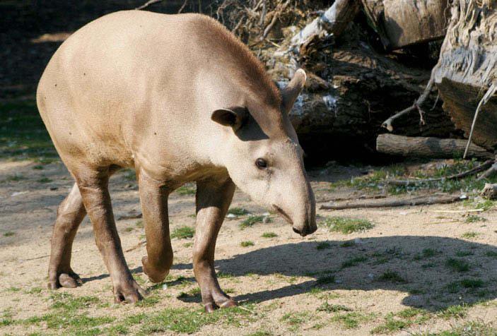 Amazonie Bolivie Brésil Forêt atlantique Le tapir peut vivre jusqu'à