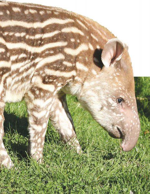 Une fois adulte, son pelage sera brun et il se fondra dans l'obscurité de la forêt. Le jeune tapir conserve cette couleur de pelage jusqu'à 3 mois.