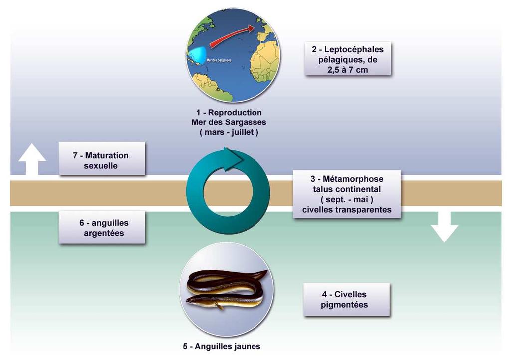 Exemple du cycle de l anguille