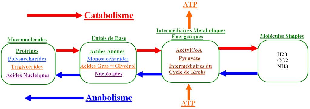 Tutorat Niçois 20122013 II- Vue globale sur le Métabolisme 1) Catabolisme a) Les voies cataboliques 1.