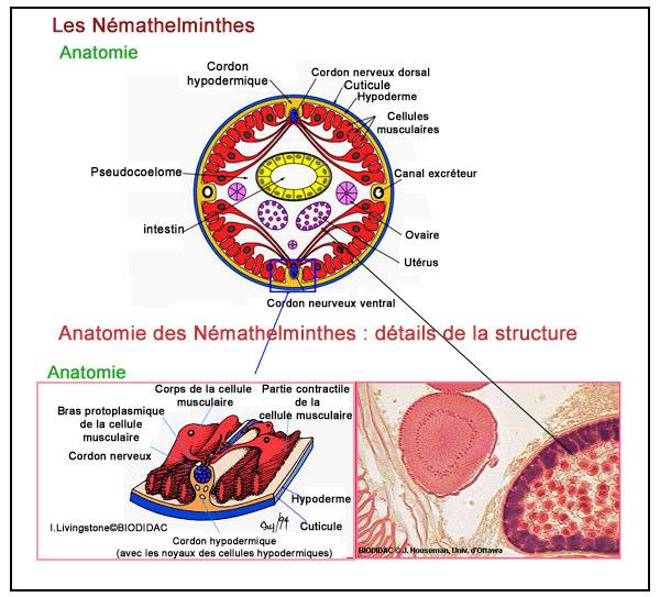 Anatomie des Némathelminthes : coupe transversale d un Nématode femelle Anatomie des Némathelminthes : systèmes digestif, excréteur et reproducteur B3-Reproduction La