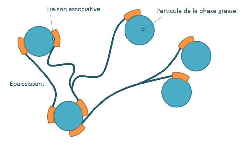 Mode d action des HEUR : liaison associative (hydrophobe) Les épaississant polyuréthannes peuvent être modifiés aux urées de