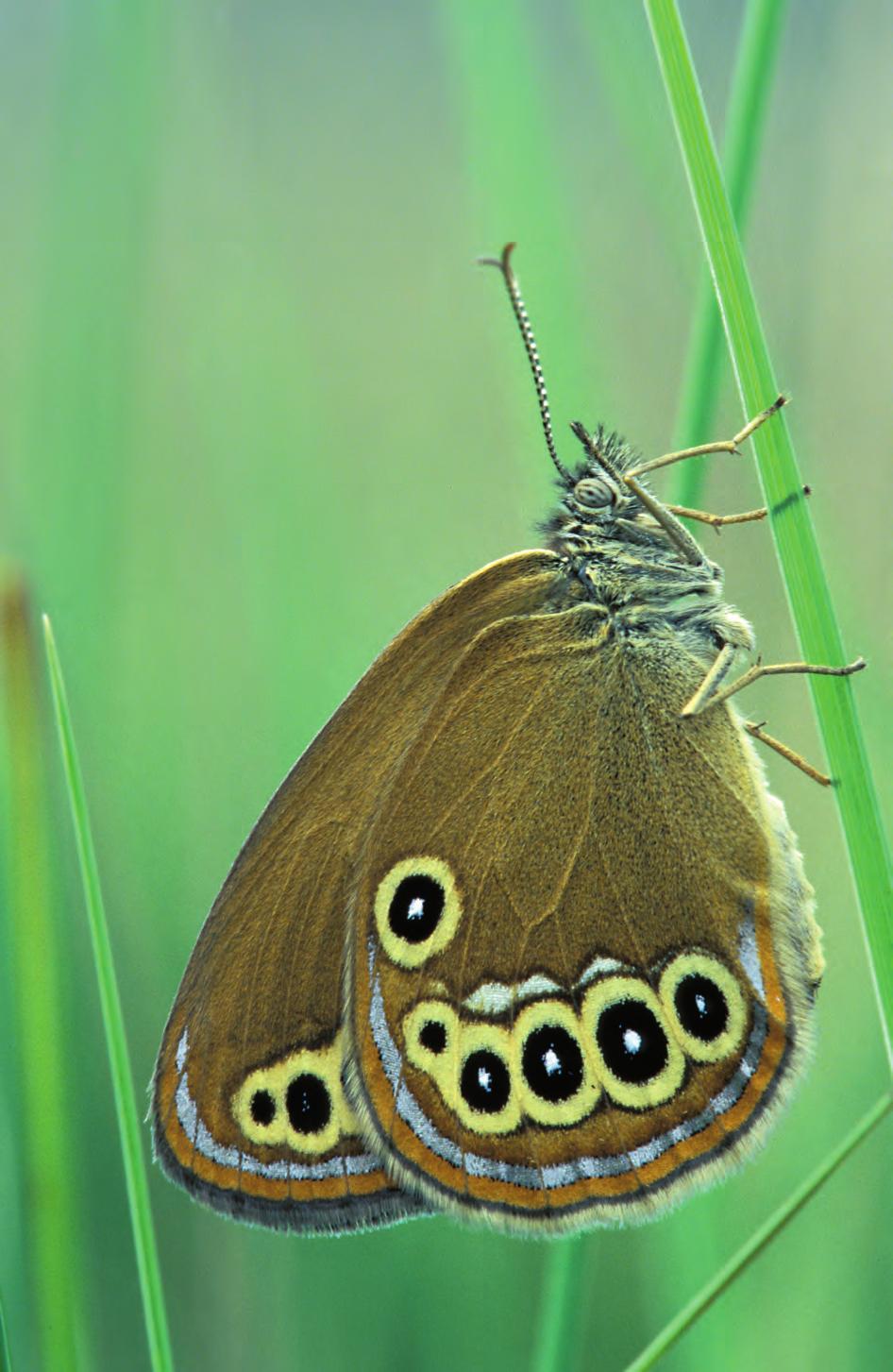 6 7 À la découverte des papillons Apparus il y a environ 150 à 200 millions d années, les papillons sont parmi les plus «jeunes» insectes.