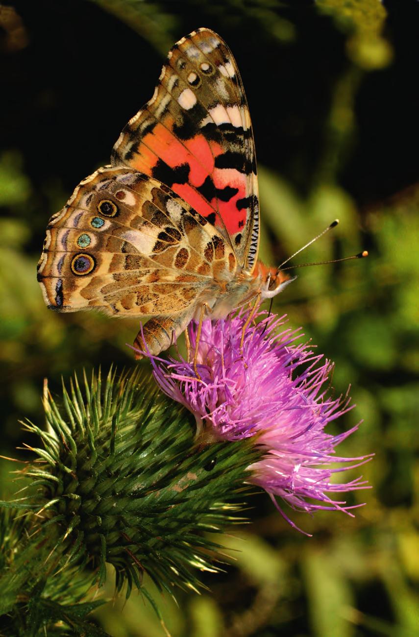 44 45 Guide pratique des papillons communs de nos jardins xxxxxx Découvrez les papillons de l Observatoire