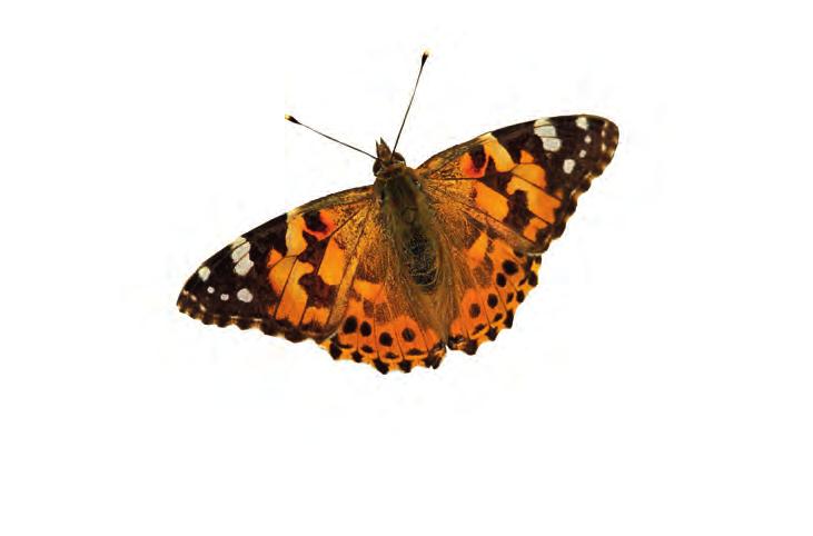 58 La Belle-dame Vanessa cardui 59 Papillon migrateur, la Belle-dame (ou Vanesse des Chardons) vit et se reproduit en Afrique du Nord.