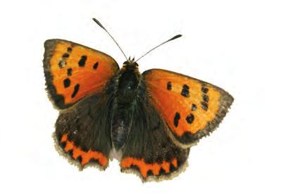 64 Le Cuivré commun Lycaena phlaeas 65 Papillon actif, le Cuivré a un comportement territorial.
