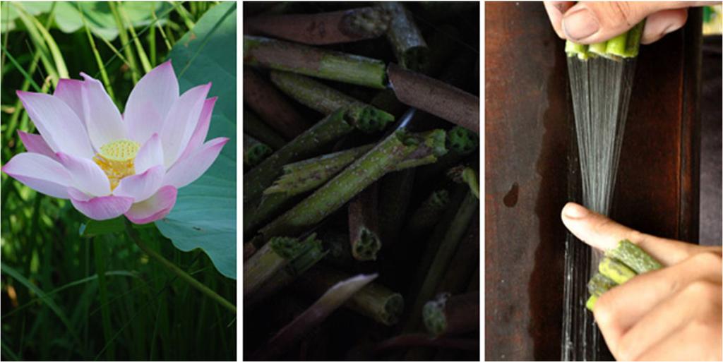 Lotus Provenance : Cambodge Fibre