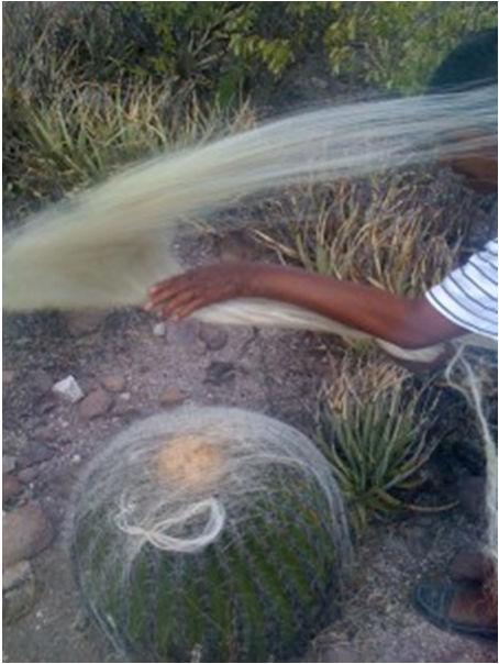 Cactus (agave) Provenance : Mexique Nouveau process à partir des déchets de fabrication