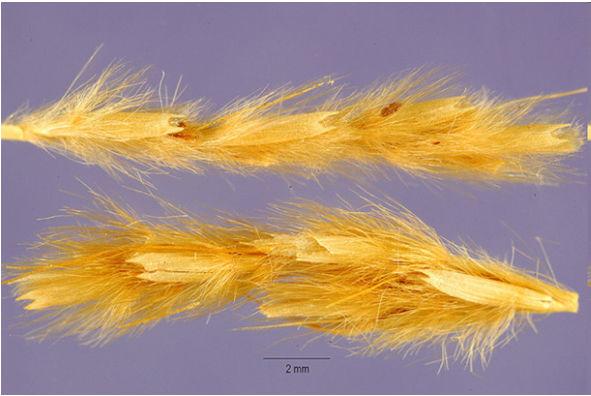 fibres identiques au lin ou au coton Finesse