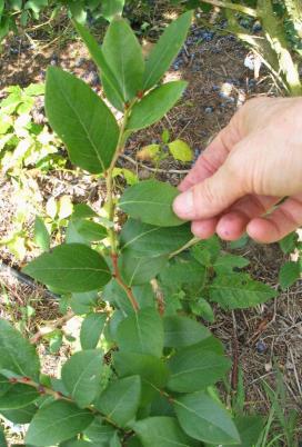 Analyses de feuilles -Prélever 50-75 feuilles matures au milieu des jeunes pousses en août -Rincer