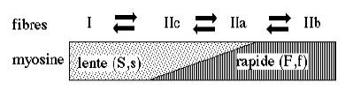 Conventionnellement, nous nous référons au schéma d Howald avec sa classification et son orientation de plasticité des fibres lentes vers rapides.