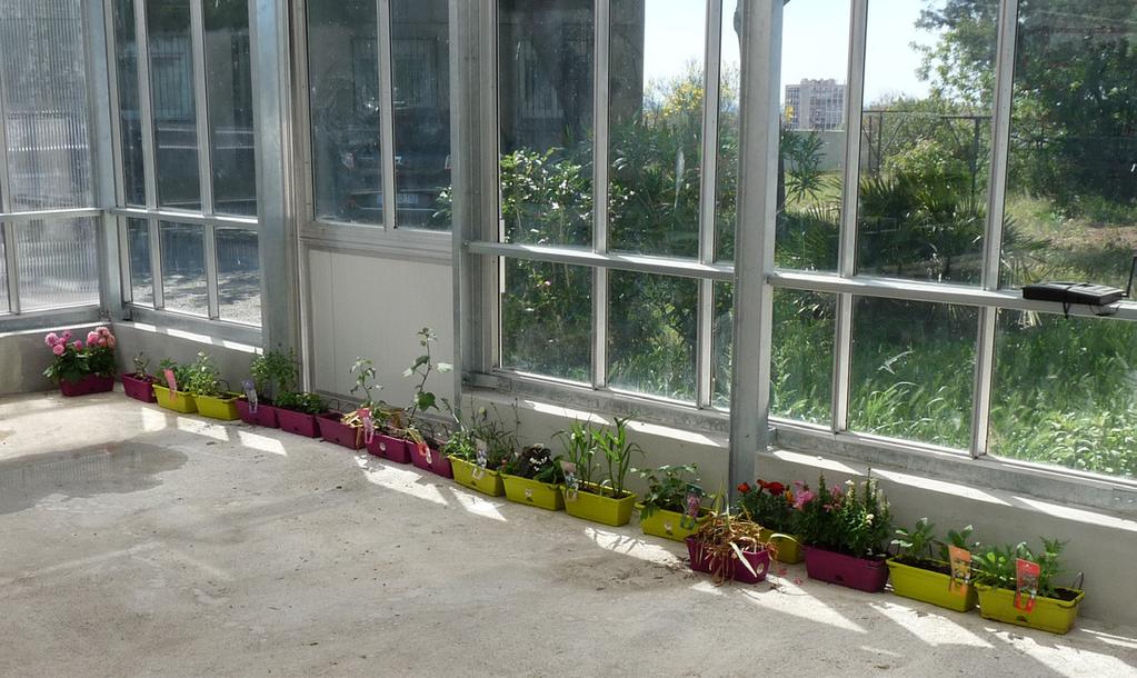 Un troisième groupe de 4ème SEGPA en atelier ERE s est ensuite chargé du rempotage des plantes vivaces ou annuelles à fleurs dans les jardinières prévues pour le concours.