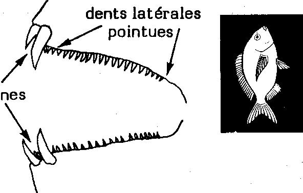 Dentex dentex (Linnaeus, 1758) Autres noms scientifiques encore en usage : Dentex vulgaris Valenciennes, 1830 Noms vernaculaires : FAO: An - Common dentex; Es - Dentón; Fr - Denté commun.