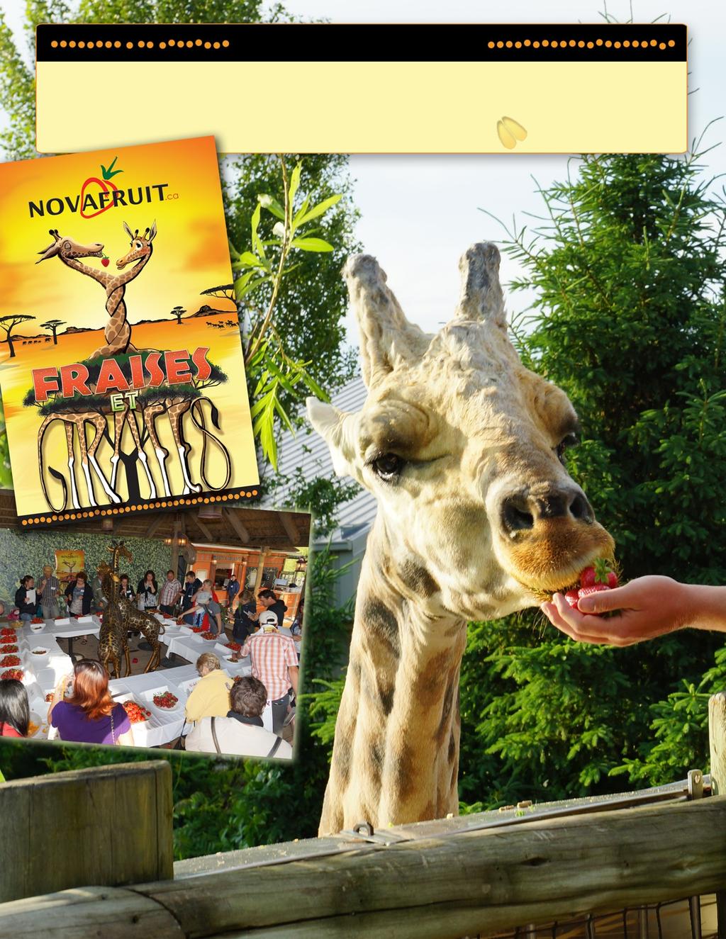 Fraises et girafes Le 8 juin 2012, à l occasion de son 10e anniversaire, NOVAFRUIT a organisé une dégustation de nouvelles variétés de fraises sur la terrasse africaine du Zoo de Granby en compagnie