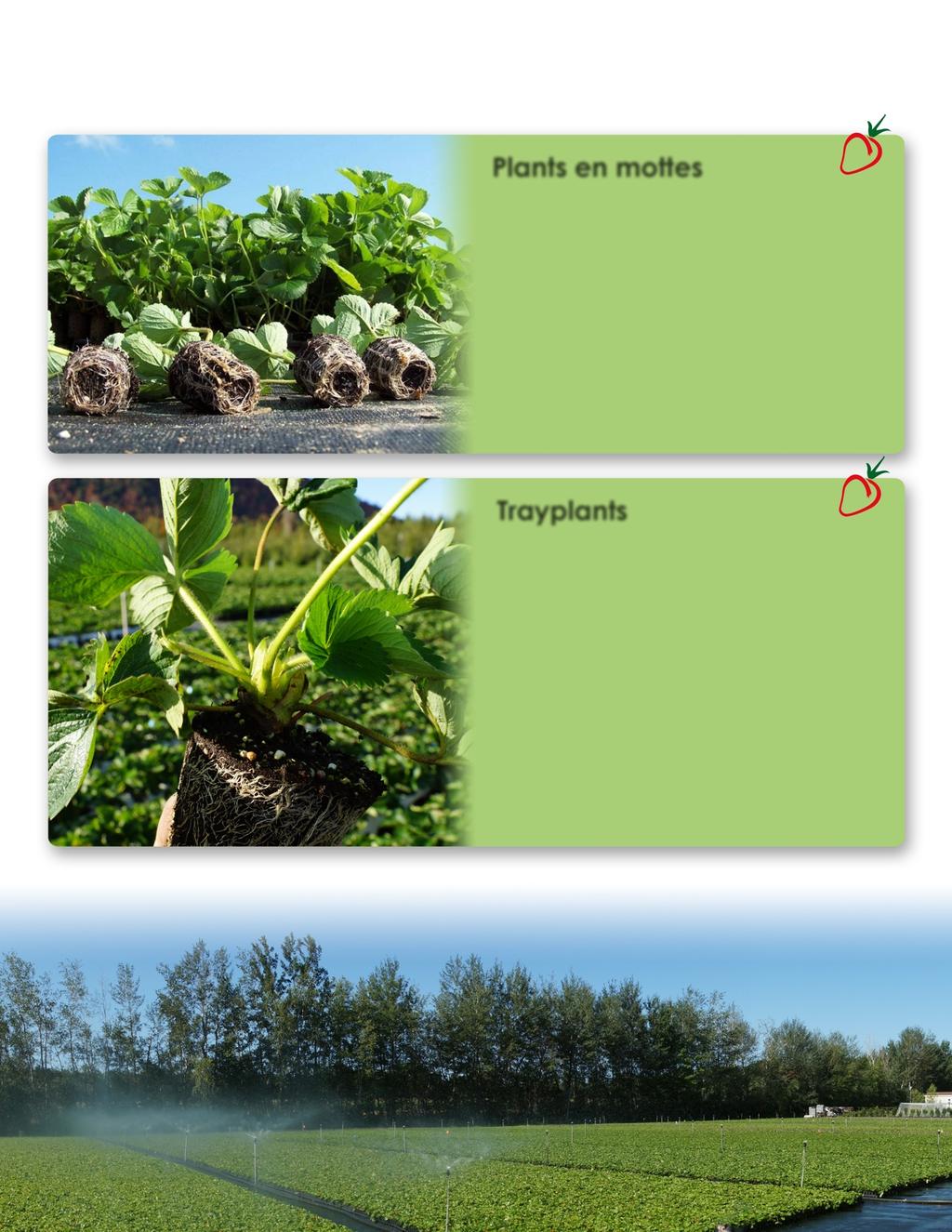 Qu est- ce qu on plante? Différents types de plants de la variété CLERYCIV sont disponibles en exclusivité chez NOVAFRUIT pour répondre à tous vos besoins.